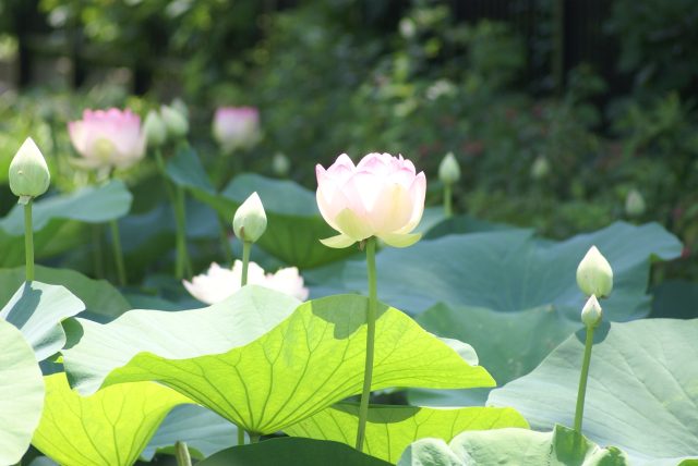【リベロスクエアハウス】中山法華経寺の蓮
