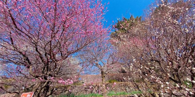 【リベロスクエアハウス】一足早い春を探して